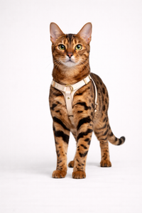 08 - Cat | Precision